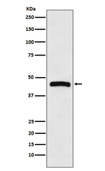 HRH3 Recombinant Rabbit Monoclonal Antibody (K01_4L07)