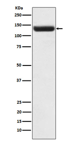 ZNF217 Antibody in Western Blot (WB)