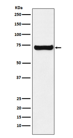 SESN1 Recombinant Rabbit Monoclonal Antibody (K01_4L22)