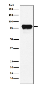 PLTP Recombinant Rabbit Monoclonal Antibody (K01_4L30)