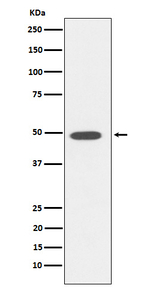 DP1 Recombinant Rabbit Monoclonal Antibody (K01_4L35)