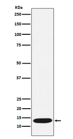 CCL21 Recombinant Rabbit Monoclonal Antibody (K01_4L41)