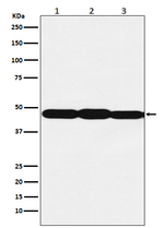ELF3 Recombinant Rabbit Monoclonal Antibody (K01_4L48)