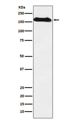 NAIP Antibody in Western Blot (WB)