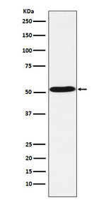 HTR7 Recombinant Rabbit Monoclonal Antibody (K01_4L54)