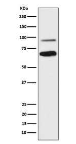 TCF4 Antibody in Western Blot (WB)