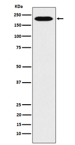 RhoGAP Recombinant Rabbit Monoclonal Antibody (K01_4L62)