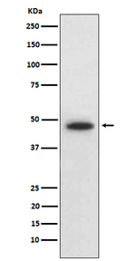 WNT5B Recombinant Rabbit Monoclonal Antibody (K01_4L66)