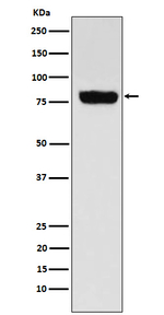 SLC22A3 Recombinant Rabbit Monoclonal Antibody (K01_4L67)