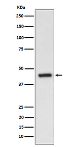 EDG3 Antibody in Western Blot (WB)