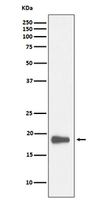 HMGN2 Recombinant Rabbit Monoclonal Antibody (K01_4L71)