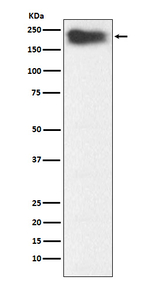 MYH7B Recombinant Rabbit Monoclonal Antibody (K01_4L80)