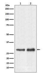 RPL7A Recombinant Rabbit Monoclonal Antibody (K01_4L81)