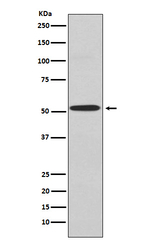 Kir2.1 (KCNJ2) Recombinant Rabbit Monoclonal Antibody (K01_4L86)