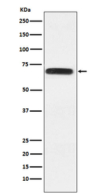 RACGAP1 Recombinant Rabbit Monoclonal Antibody (K01_4L91)