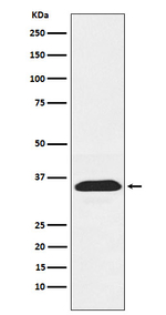 PEX19 Recombinant Rabbit Monoclonal Antibody (K01_4L96)