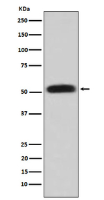 Glycerol kinase Recombinant Rabbit Monoclonal Antibody (K01_4M02)