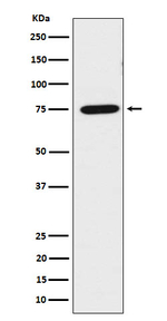 LPP Recombinant Rabbit Monoclonal Antibody (K01_4M04)