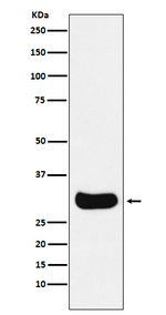 Gemin 2 Recombinant Rabbit Monoclonal Antibody (K01_4M05)