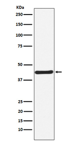 HOXA5 Recombinant Rabbit Monoclonal Antibody (K01_4M06)