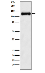 Npr2 Recombinant Rabbit Monoclonal Antibody (K01_4M09)