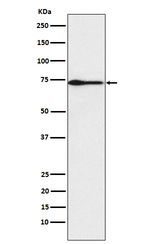 Protein S Recombinant Rabbit Monoclonal Antibody (K01_4M13)