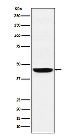 WDR4 Recombinant Rabbit Monoclonal Antibody (K01_4M14)