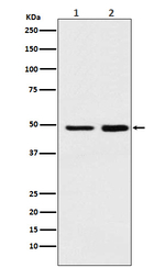 MAT2A Antibody in Western Blot (WB)