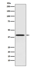 PCBP1 Antibody in Western Blot (WB)
