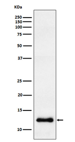 CCL23 Recombinant Rabbit Monoclonal Antibody (K01_4M18)