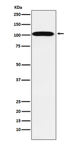 ATP1A2 Recombinant Rabbit Monoclonal Antibody (K01_4M21)