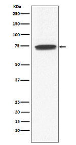GUCY1A3 Recombinant Rabbit Monoclonal Antibody (K01_4M22)