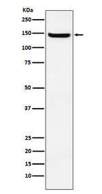 Jagged 2 Antibody in Western Blot (WB)