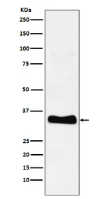Monoacylglycerol Lipase Recombinant Rabbit Monoclonal Antibody (K01_4M26)