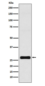 Connexin 32 Recombinant Rabbit Monoclonal Antibody (K01_4M30)