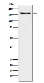 Caspr2 Recombinant Rabbit Monoclonal Antibody (K01_4M33)