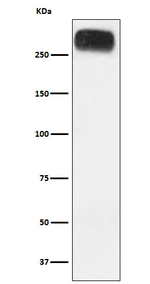mGluR3 Recombinant Rabbit Monoclonal Antibody (K01_4M36)