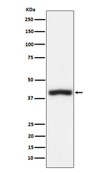 CD1c Recombinant Rabbit Monoclonal Antibody (K01_4M40)