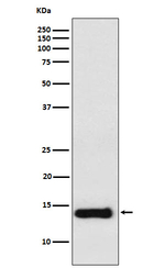 PROK1 Recombinant Rabbit Monoclonal Antibody (K01_4M43)