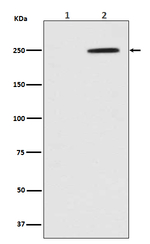 Phospho-GCN2 (Thr899) Recombinant Rabbit Monoclonal Antibody (K01_4M55)