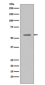 Phospho-p53 (Ser33) Antibody in Western Blot (WB)