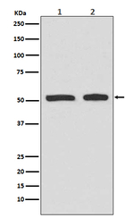 Phospho-p53 (Ser9) Antibody in Western Blot (WB)