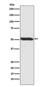 Phospho-p53 (Ser392) Antibody in Western Blot (WB)