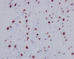 H2AK9ac Recombinant Rabbit Monoclonal Antibody (K01_4M63)