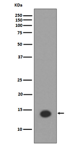 H2AK9ac Antibody in Western Blot (WB)