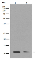 H4K17me1 Recombinant Rabbit Monoclonal Antibody (K01_4M64)