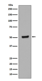 Phospho-p53 (Thr55) Antibody in Western Blot (WB)