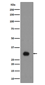 Phospho-Histone H1.4 (Thr17) Antibody in Western Blot (WB)