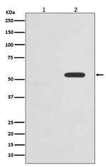 Phospho-c-Myc (Thr58) Antibody in Western Blot (WB)