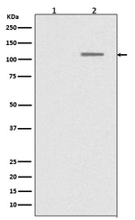 Phospho-SIRT1 (Ser47) Antibody in Western Blot (WB)
